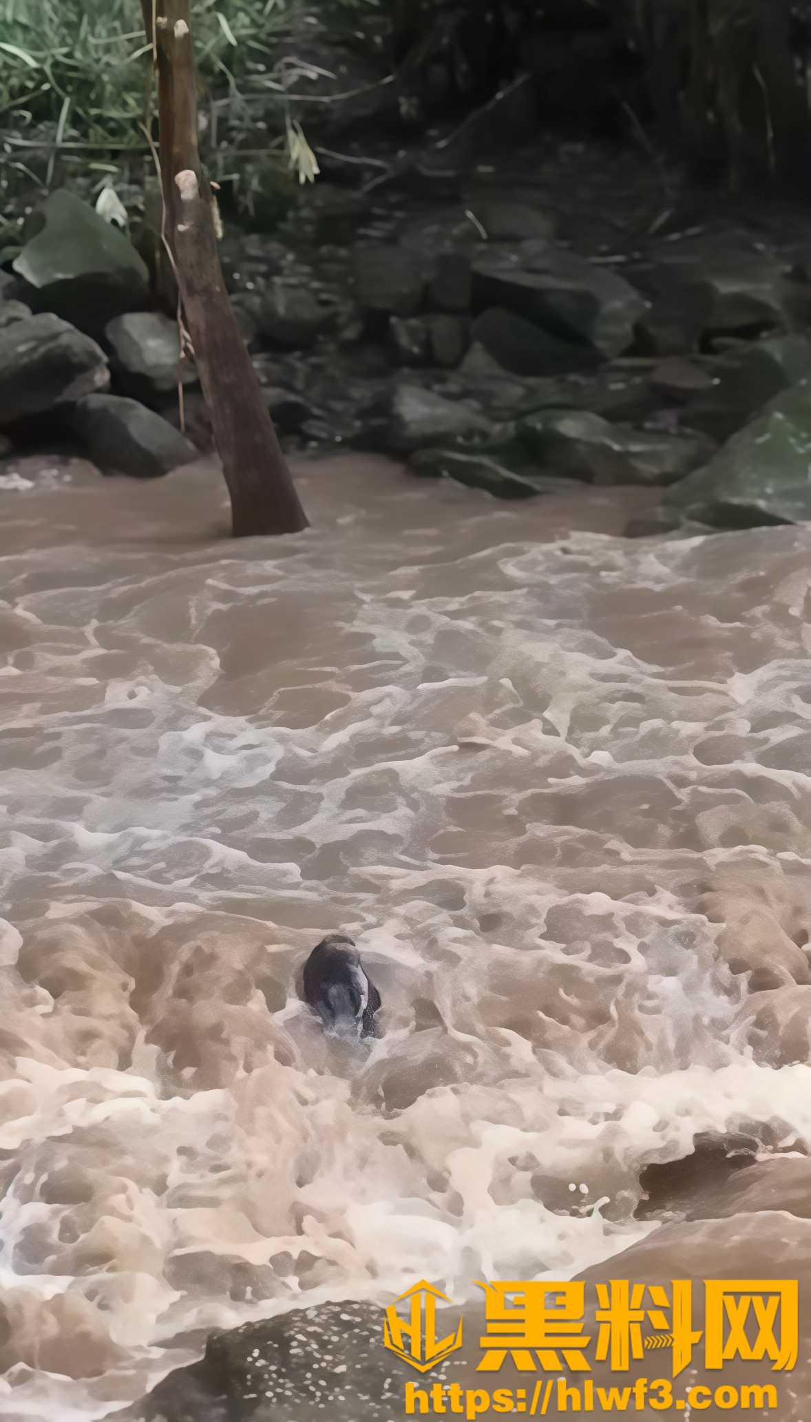 护林员救援4